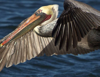 bolsa chica ecological reserve