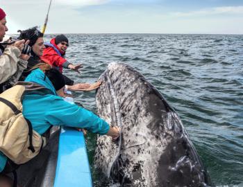 newport beach whale watching