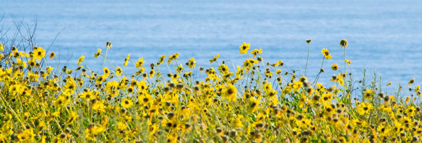Super Bloom at Crystal Cove State Park
