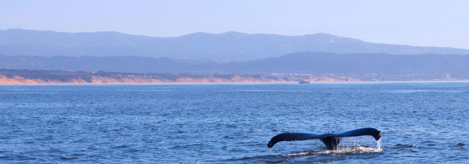 whale watching southern california