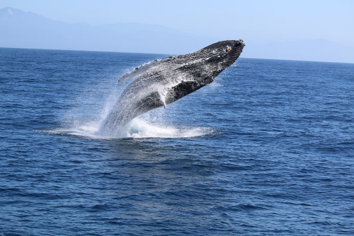 whale watching california