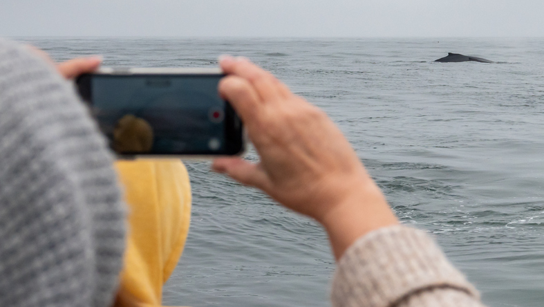 person taking a picture on a whale watching tour