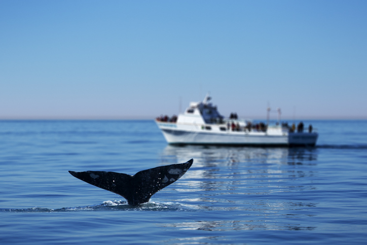 grey whale watching california
